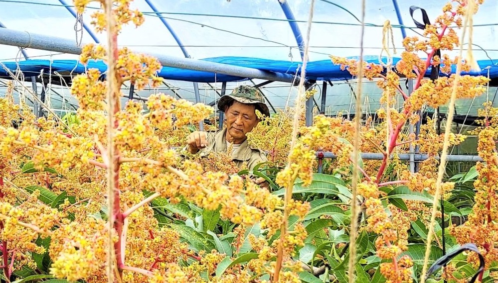 ふるさとワーホリ｜東村にてマンゴー栽培企業で働きながらプチ移住体験